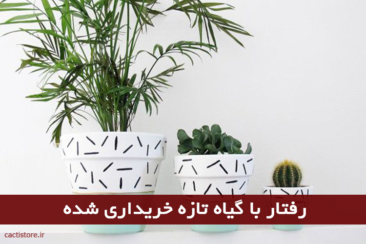 رفتار با گیاه تازه خریداری شده