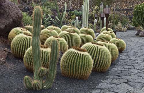 بهترین کاکتوس ها برای باغ شما - اچینو مناسب برای نگهداری کاکتوس در بالکن
