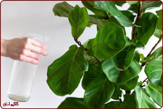 چرا باید برگ گیاهان را تمیز کنیم