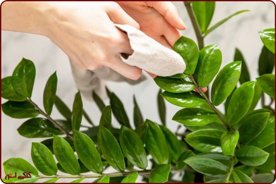 چرا باید برگ گیاهان را تمیز کنیم