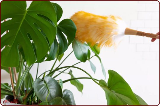 چرا باید برگ گیاهان را تمیز کنیم