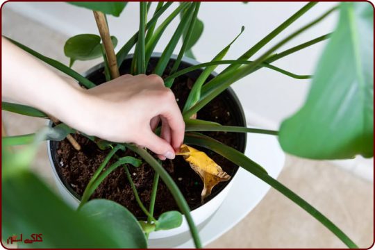 چرا باید برگ گیاهان را تمیز کنیم