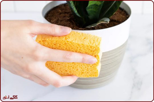 چرا باید برگ گیاهان را تمیز کنیم
