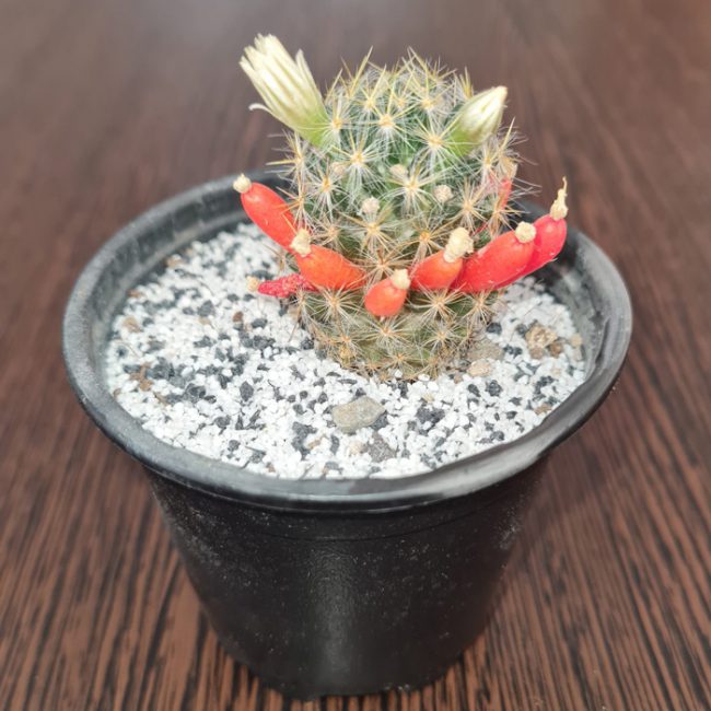 مامیلاریا پرولیفرا Mammillaria prolifera