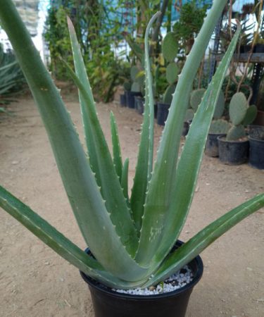 گیاه آلوئه ورا Aloe vera