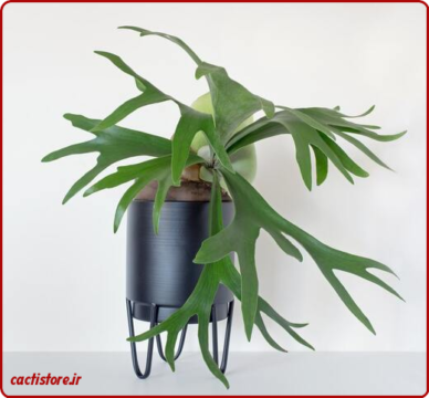 روش نگهداری سرخس استاغورن از انواع سرخس