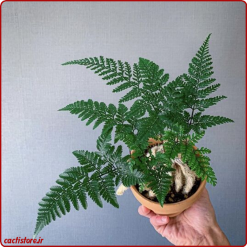 روش نگهداری سرخس پای خرگوش