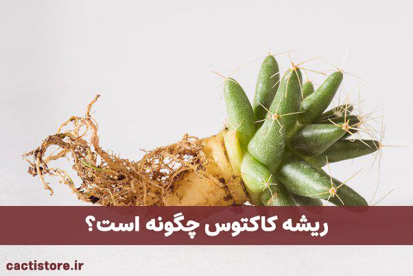 سیستم ریشه کاکتوس