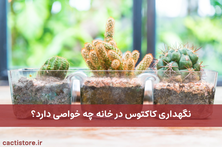 نگهداری کاکتوس در خانه
