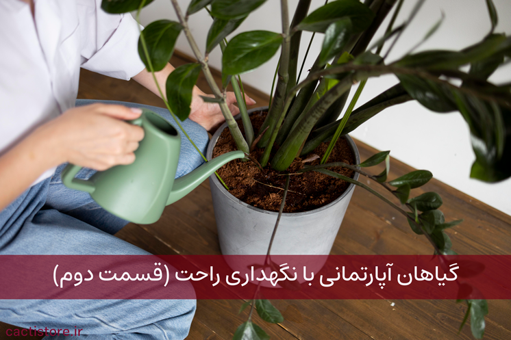 گیاهان با نگهداری راحت