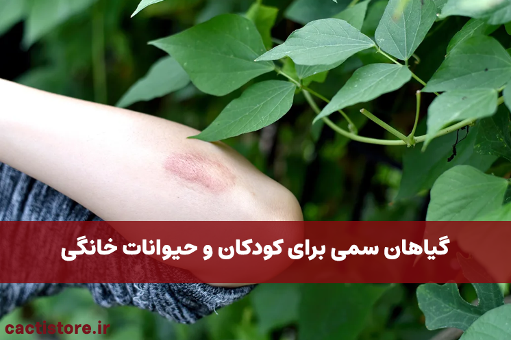 گیاهان سمی برای کودکان و حیوانات خانگی