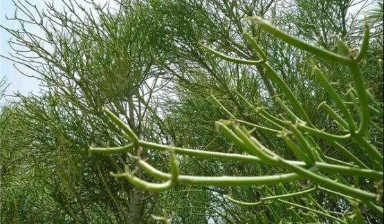 کاکتوس بزرگ افوربیا تیروکالی از کاکتوس های آمریکایی است