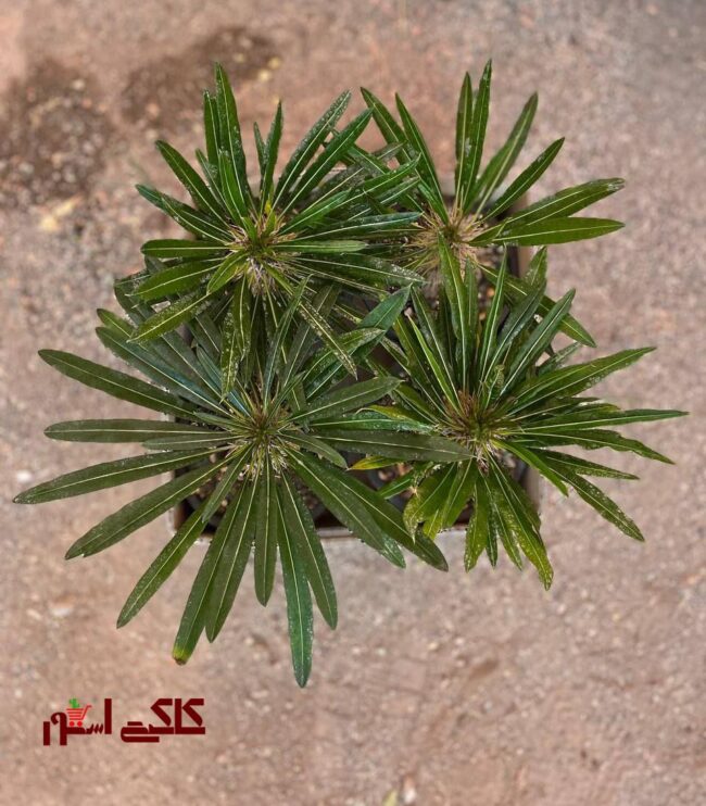 نخل ماداگاسکار