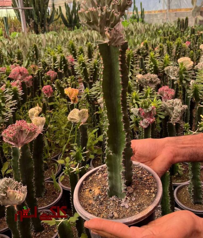 افوربیا پیوند لاکتی