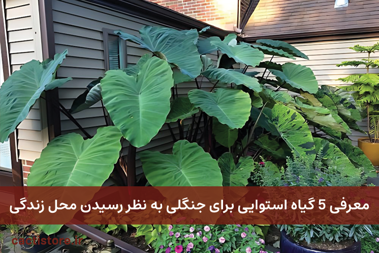گیاهان استوایی آپارتمانی برای جنگلی به نظر رسیدن خانه
