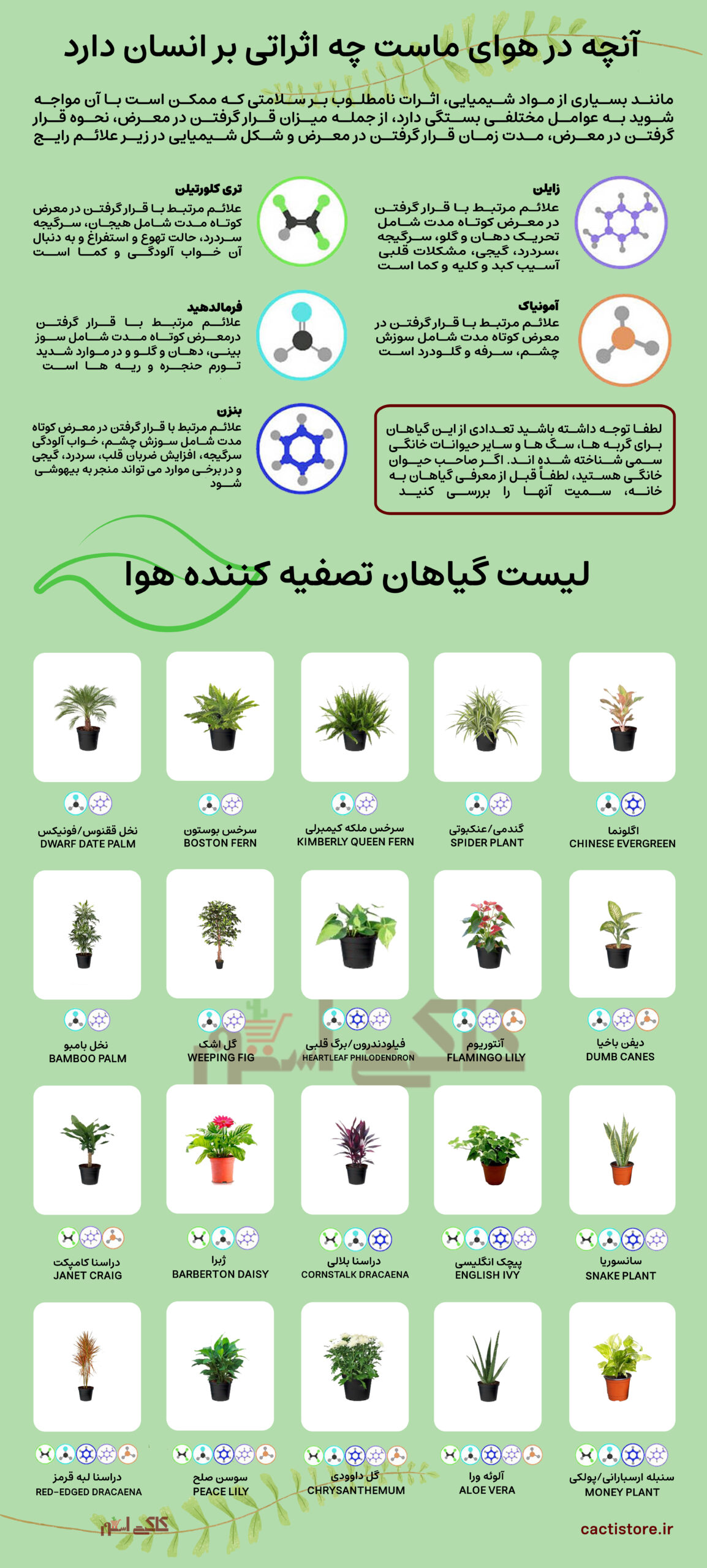 لیست گیاهان تصفیه کننده هوا