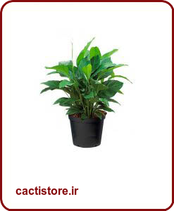 گیاهان تصفیه کننده هوا سوسن صلح  PEACE LILY