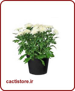 گیاهان تصفیه کننده هوا گل داوودی CHRYSANTHEMUM