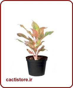 گیاهان تصفیه کننده هوا اگلونما CHINESE EVERGREEN