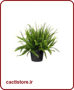 گیاهان تصفیه کننده هوا سرخس ملکه کیمبرلی KIMBERLY QUEEN FERN