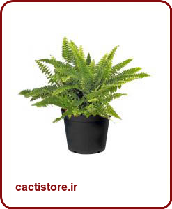 گیاهان تصفیه کننده هوا سرخس بوستون BOSTON FERN