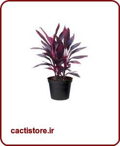 گیاهان تصفیه کننده هوا دراسنا بلالی CORNSTALK DRACAENA