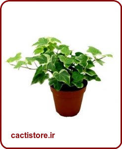 گیاهان تصفیه کننده هوا پیچک انگلیسی ENGLISH IVY