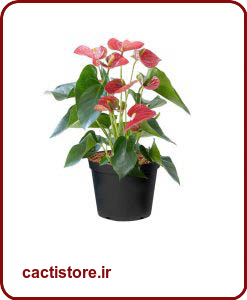 گیاهان تصفیه کننده هوا آنتوریوم FLAMINGO LILY
