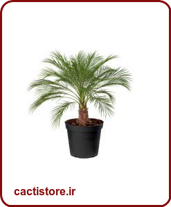 گیاهان تصفیه کننده هوا نخل ققنوس/فونیکس DWARF DATE PALM