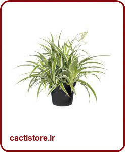 گیاهان تصفیه کننده هوا گیاه عنکبوت SPIDER PLANT