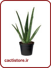 گیاهان تصفیه کننده هوا آلوئه ورا ALOE VERA