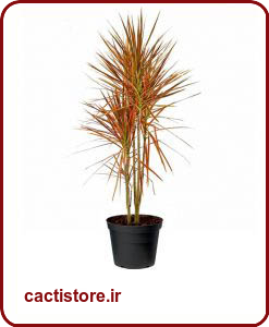 گیاهان تصفیه کننده هوا دراسنا لبه قرمز RED-EDGED DRACAENA