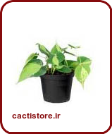 گیاهان تصفیه کننده هوا فیلودندرون/برگ قلبی HEARTLEAF PHILODENDRON