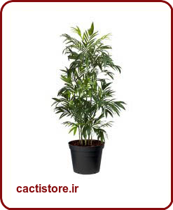 تصفیه کننده هوا نخل بامبو BAMBOO PALM