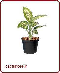 گیاهان تصفیه کننده هوا گیاه دیفن باخیا DUMB CANES
