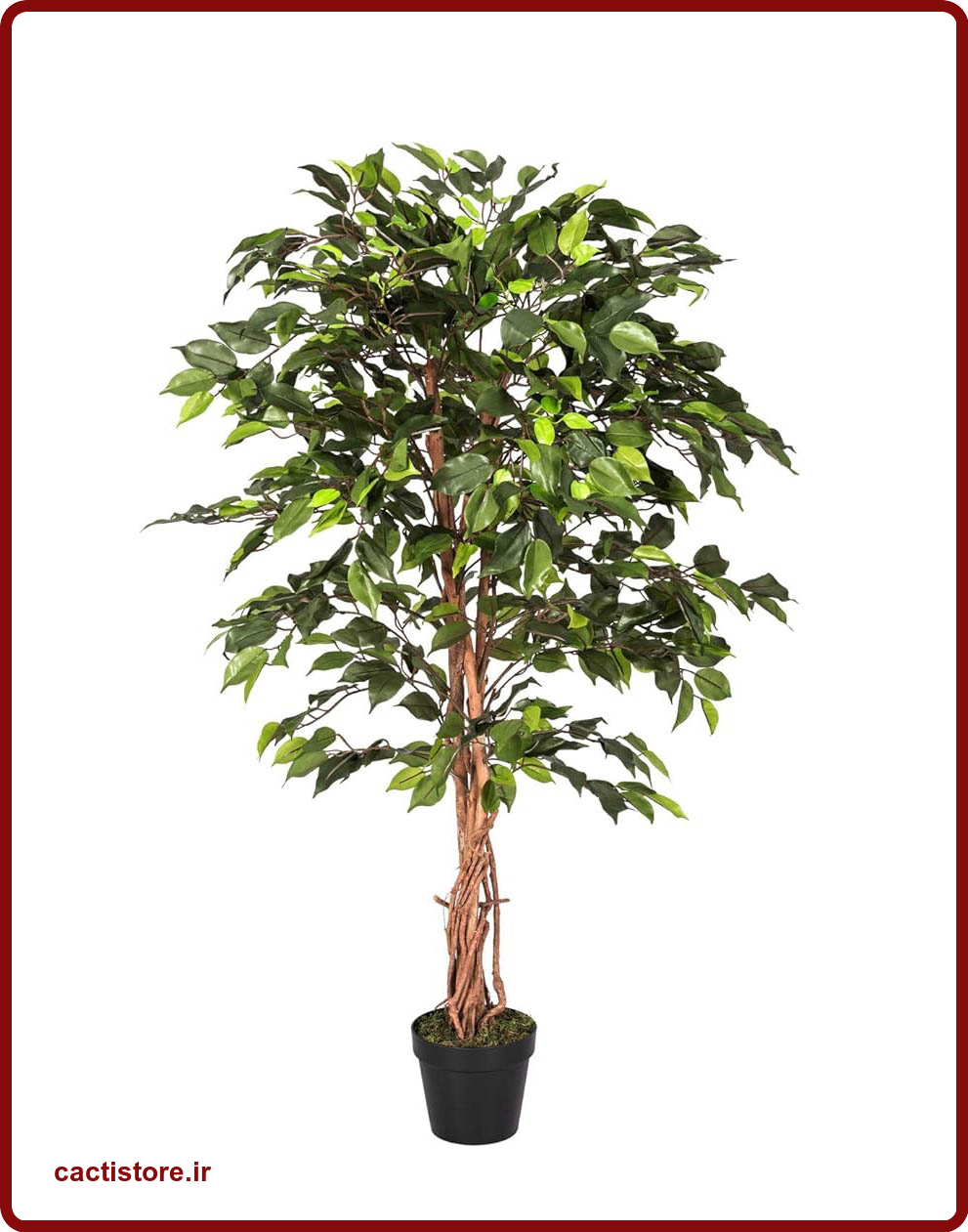 گیاهان تصفیه کننده هوا گیاه اشک WEEPING FIG