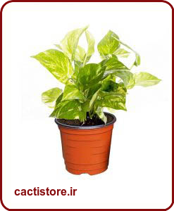 گیاهان تصفیه کننده هوا گیاه پولکی MONEY PLANT