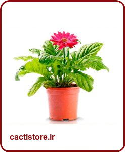 گیاهان تصفیه کننده هوا ژربرا BARBERTON DAISY