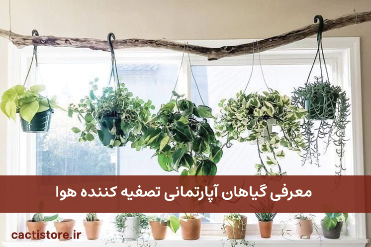 گیاهان تصفیه کننده هوا