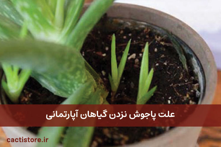 علت پاجوش نزدن گیاهان آپارتمانی