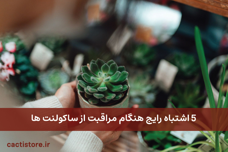 5 اشتباه رایج هنگام مراقبت از ساکولنت ها