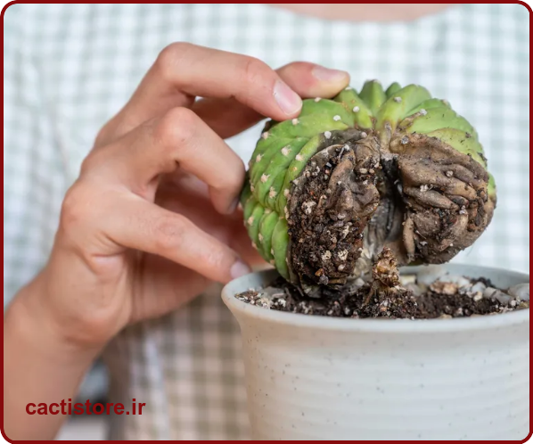 5 اشتباه رایج هنگام مراقبت از ساکولنت ها مانند آبیاری بیش از حد به ساکولنت
