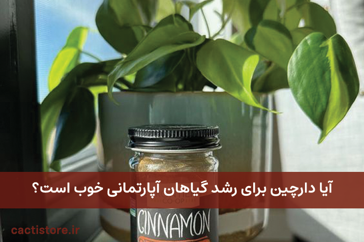 آیا دارچین برای رشد گیاهان آپارتمانی خوب است؟