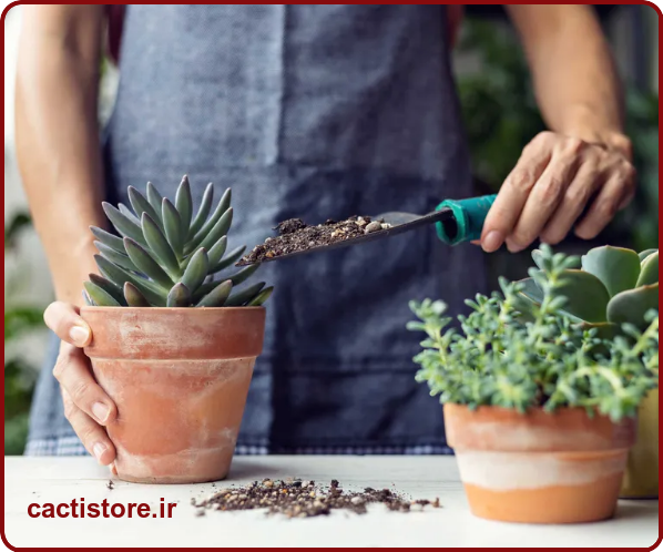5 اشتباه رایج هنگام مراقبت از ساکولنت ها مانند استفاده از خاک نامناسب ساکولنت ها