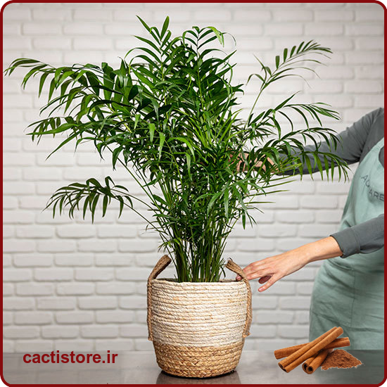 استفاده از دارچین برای رشد گیاه شامادورا