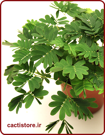 میموزا پودیکا گیاه غیر سمی
