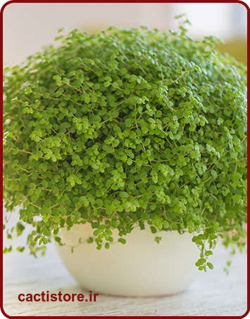 گیاه اشک گیاه غیر سمی