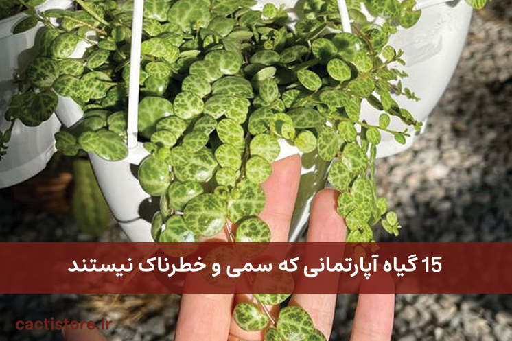گیاهان آپارتمانی که سمی نیستند