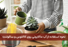 نحوه استفاده از آب ماکارونی روی کاکتوس و ساکولنت