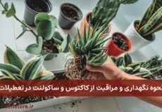 مراقبت از کاکتوس و ساکولنت در تعطیلات